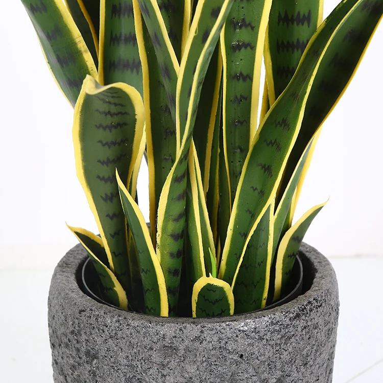 Sansevieria trifasciata