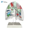 HumanTransparent Lung Model For Teaching