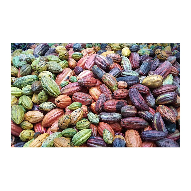 Sustainable Premium Cocoa Supply Tropical Plant Grow Pure Dried Raw