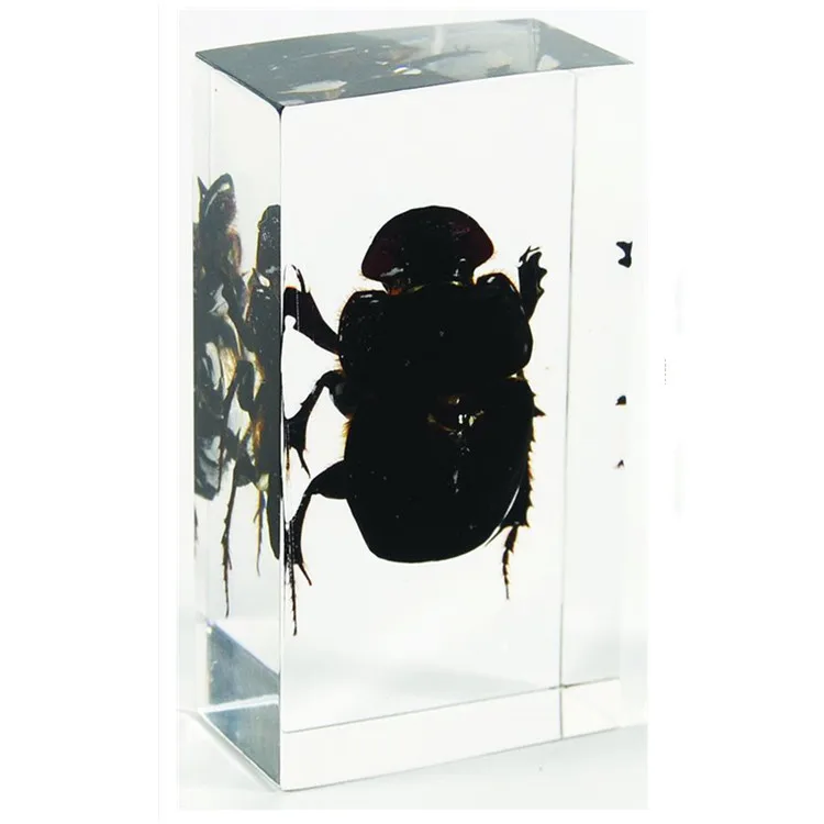 埋め込み標本ダンビートル樹脂昆虫標本を教える Buy 糞カブトムシ 糞カブトムシ標本 樹脂昆虫標本 Product On Alibaba Com 埋め込み標本ダンビートル樹脂昆虫標本を教える Buy 糞カブトムシ 糞カブトムシ標本 樹脂昆虫標本 Product On Alibaba Com