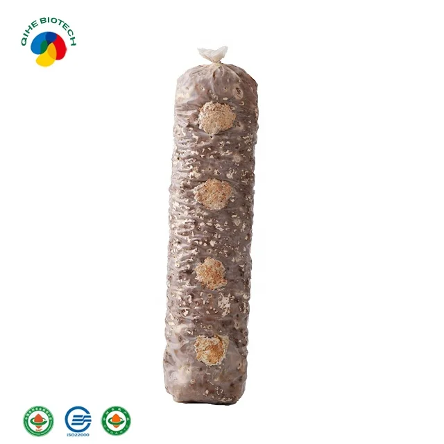 
2019 ISO22000 Certificate mushroom farm frozen health fresh shiitake mushroom seeds for growing 