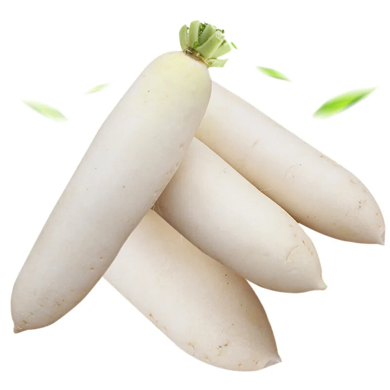 
High Quality China Shaanxi Export Juicy White Sweet Fresh Radish 