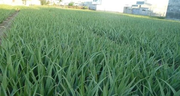 aloe vera juice pulp