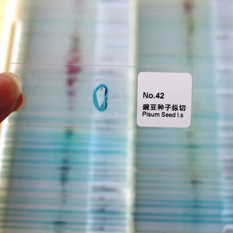 Customization Fixed 100pcs Premade Microscope Slides Medical Teaching For Lab