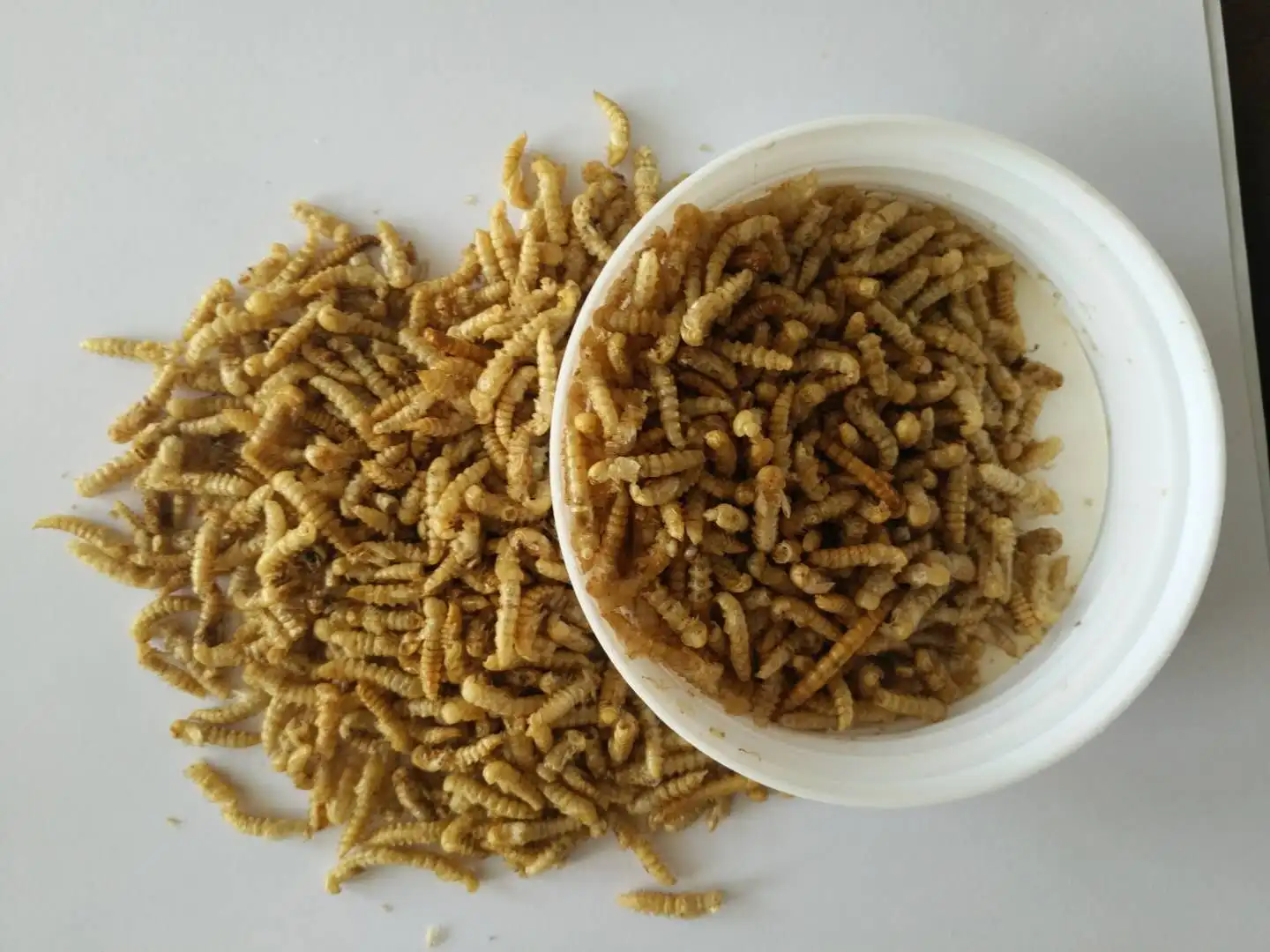 Dried Yellow Meal Worms Pupa Birds Food Pets Food Tenebrio ...