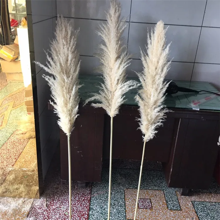 pampas grass.jpg