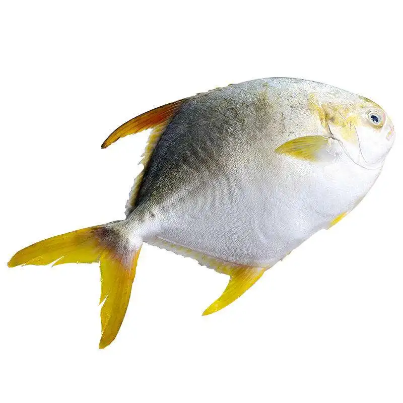 冷冻金色 pom鱼金色 pompano 野生捕获养殖