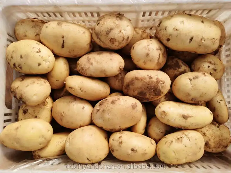 Картофель экспорт. Египетский картофель.