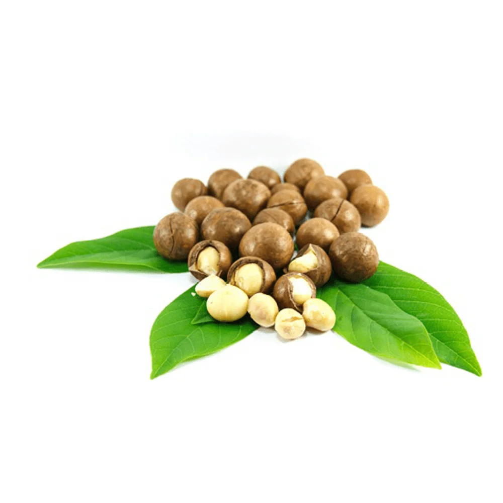 Dried Macadamia Nuts 5kg Per Carton Box Raw Organic Bags Shell Style