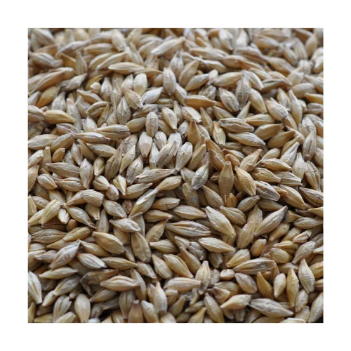 
Russian Bulk Feed / Food Wholesale Barley Grain 