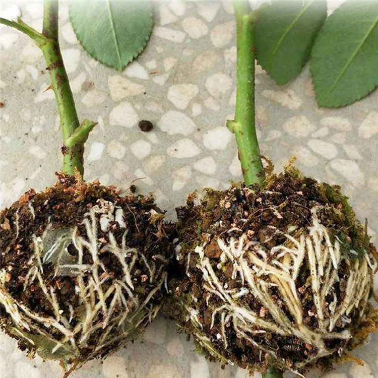 植物高压品种嫁接生根生长箱农业园艺种植用品生根球 - buy rooting