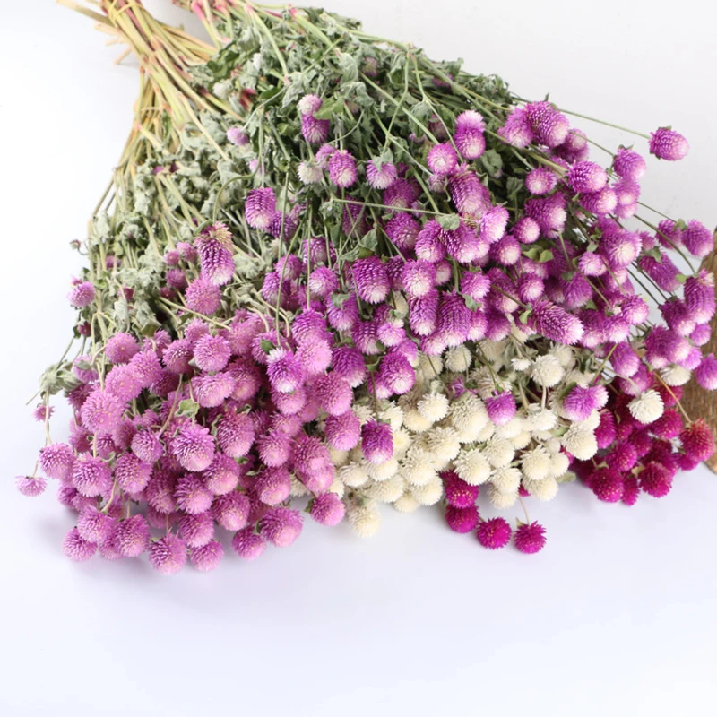 Wholesale Preserved Wall Moss Letters Box Lichen Stabilized Irish Moss