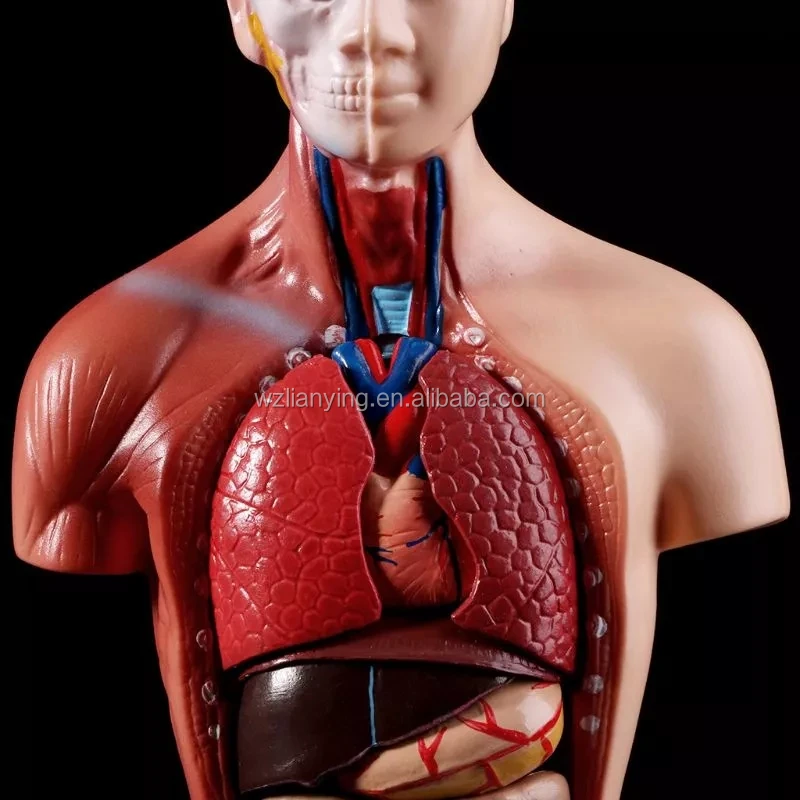 Mô hình cơ nội tạng người cao cấp cao 170cm