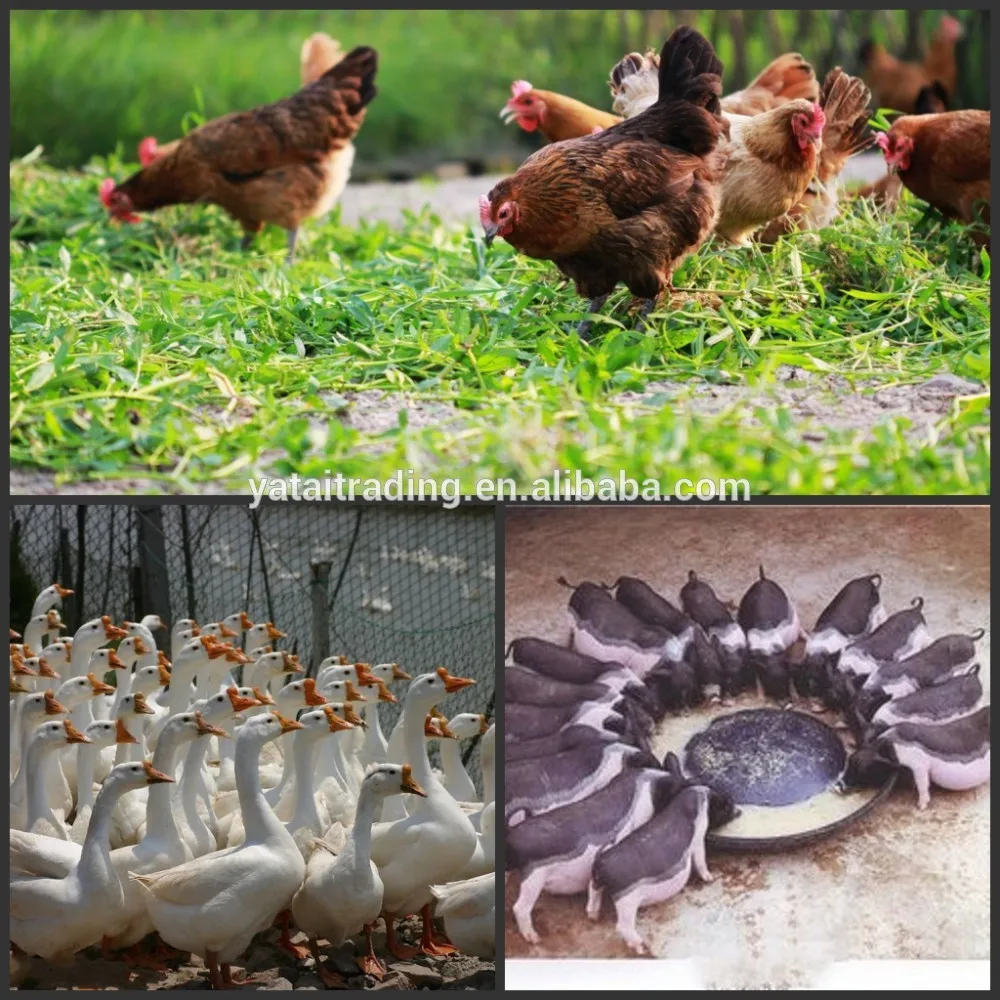 Protein 60 Corn Gluten Meal Animal Feed Powder Animal Feed Corn Ddgs