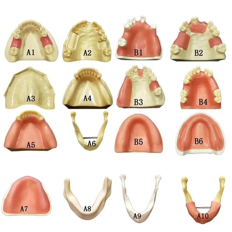 Dental Teaching Practice Tooth Model Type B Buy Dental Replaced Teeth