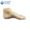 Human Acupuncture Foot model, PVC Chinese Acupuncture Foot model