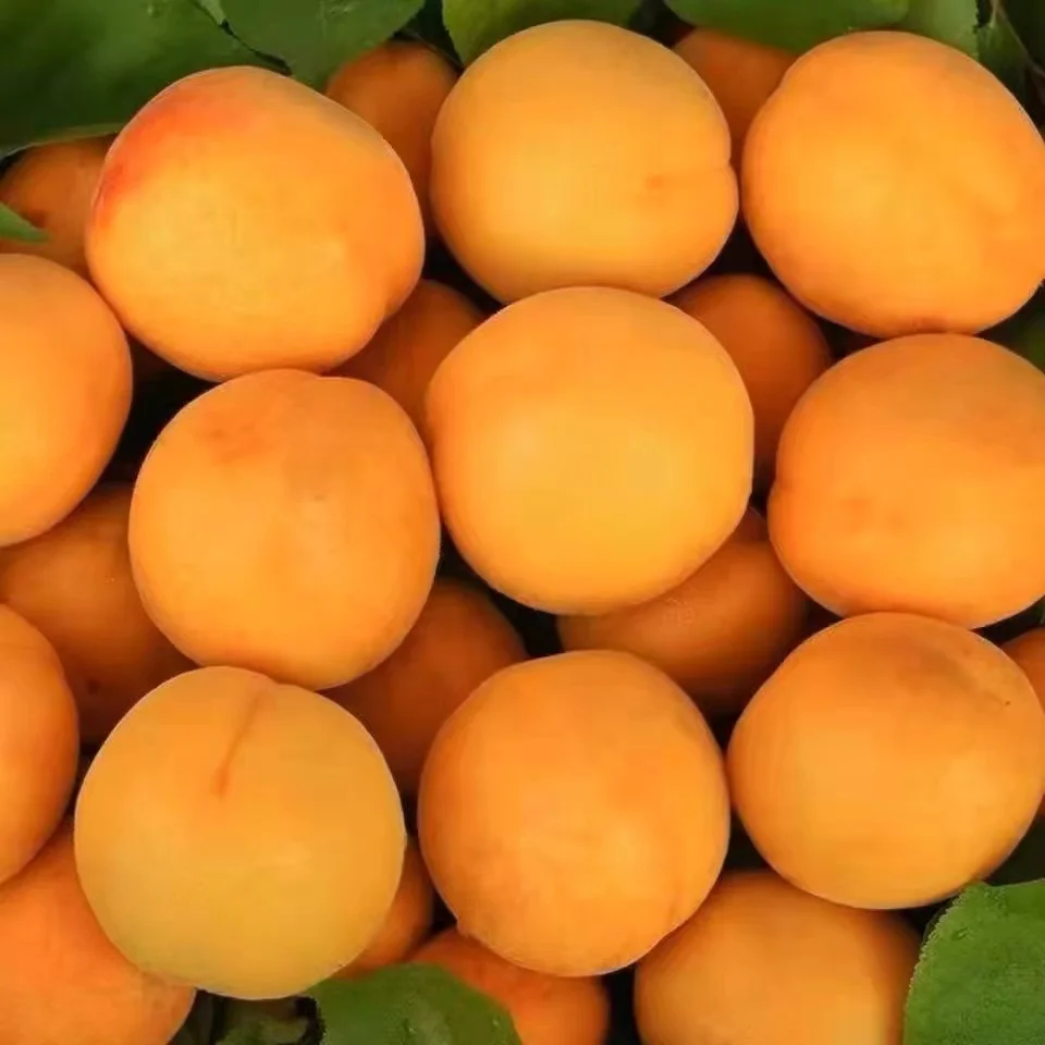 Natural 100 Yellow Sweet Fresh Apricots Buy Fresh Apricots,Period