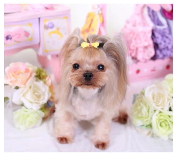 Pet Hair Bows Dogs Accessories Hair Bows Pet Grooming Dog Hair Bow