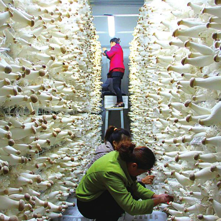 
Cultivating Fresh Pleurotus Eryngii Cortadora Mushroom 