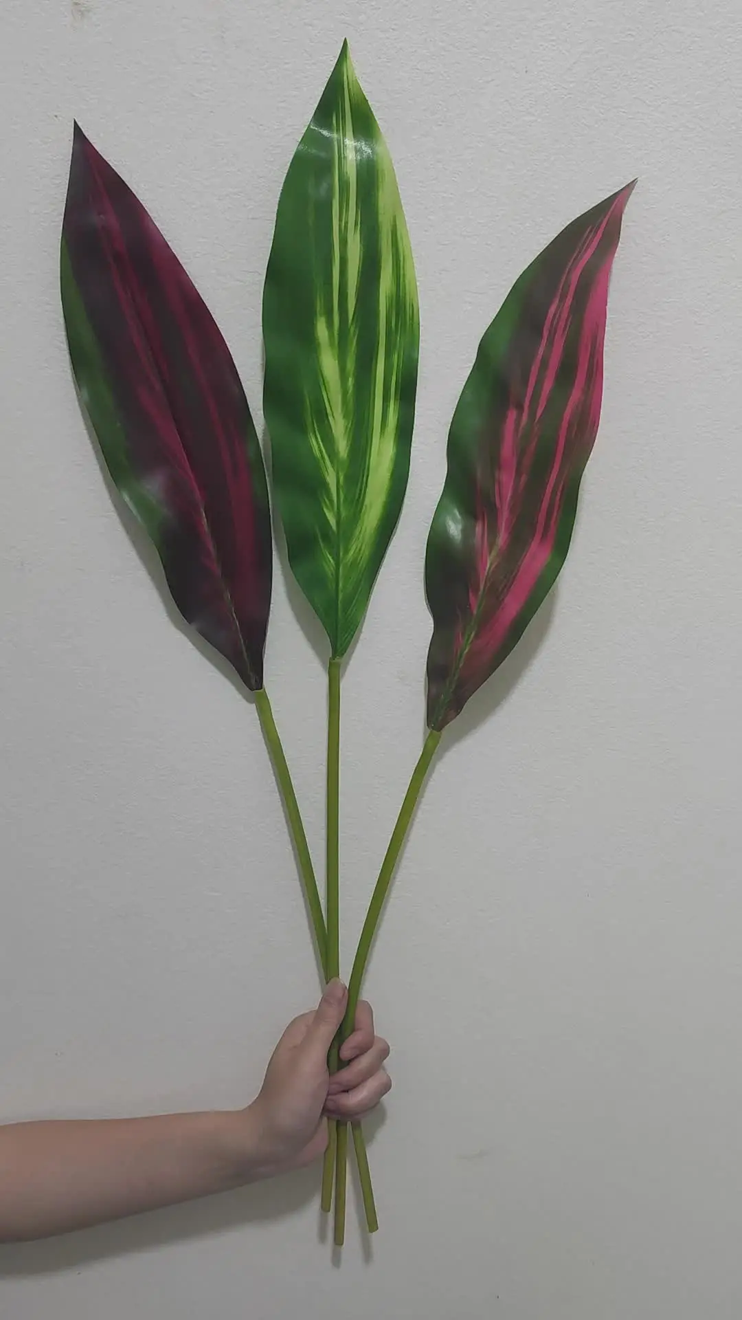 pothos marble Pothos, Marble Queen 8" Hanging Basket