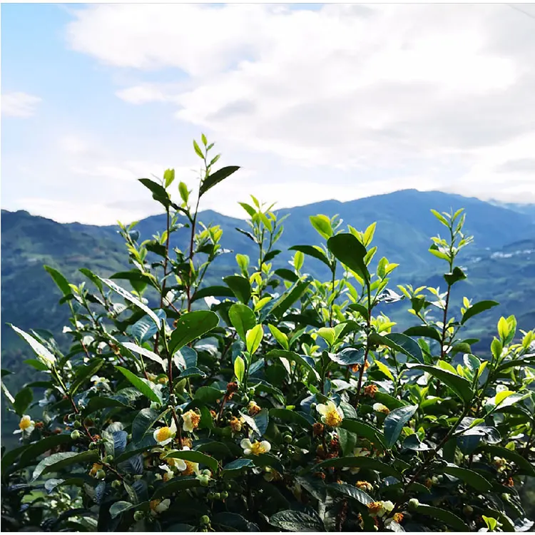 China Yunnan Large Leaf Seed 357g Organic Pu'er Black Tea - 4uTea | 4uTea.com