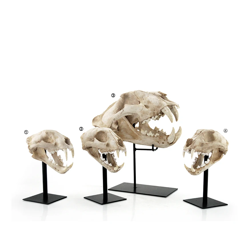 Antique 3D resin animal skull head decor Dinosaur Skull Head Model Home Decoration supplier