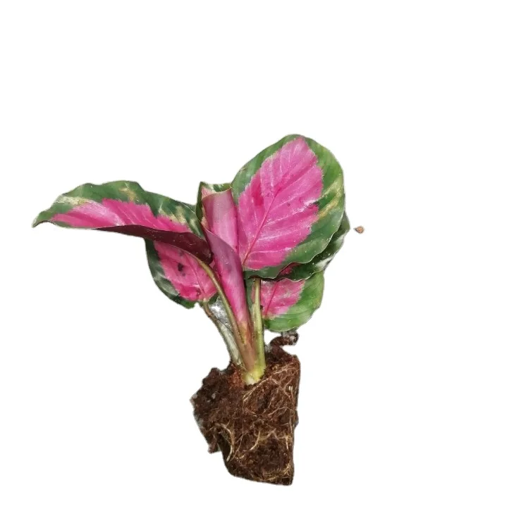 
Wholesale high quality real plants calathea roseopicta Rosy tissue culture tray/plug seedling of indoor plants Supplier 