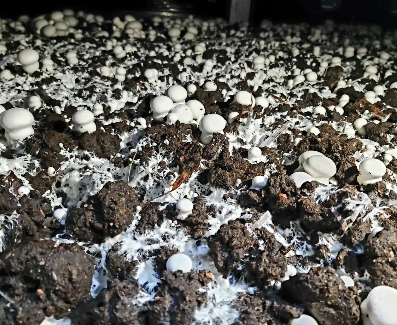 Certified Quality Button Mushroom Spawn White Frozen Agaricus Bisporus ...