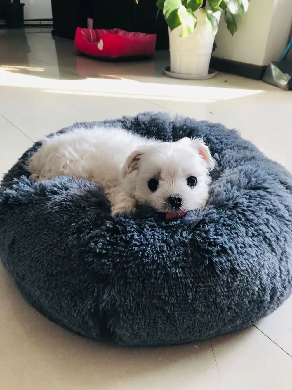 Dogs Cat bed 009.jpg