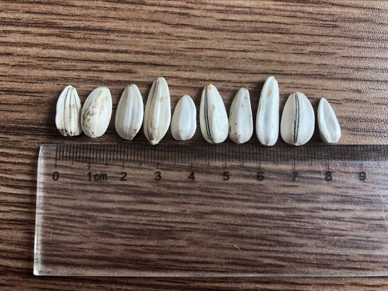19073152 .jpg