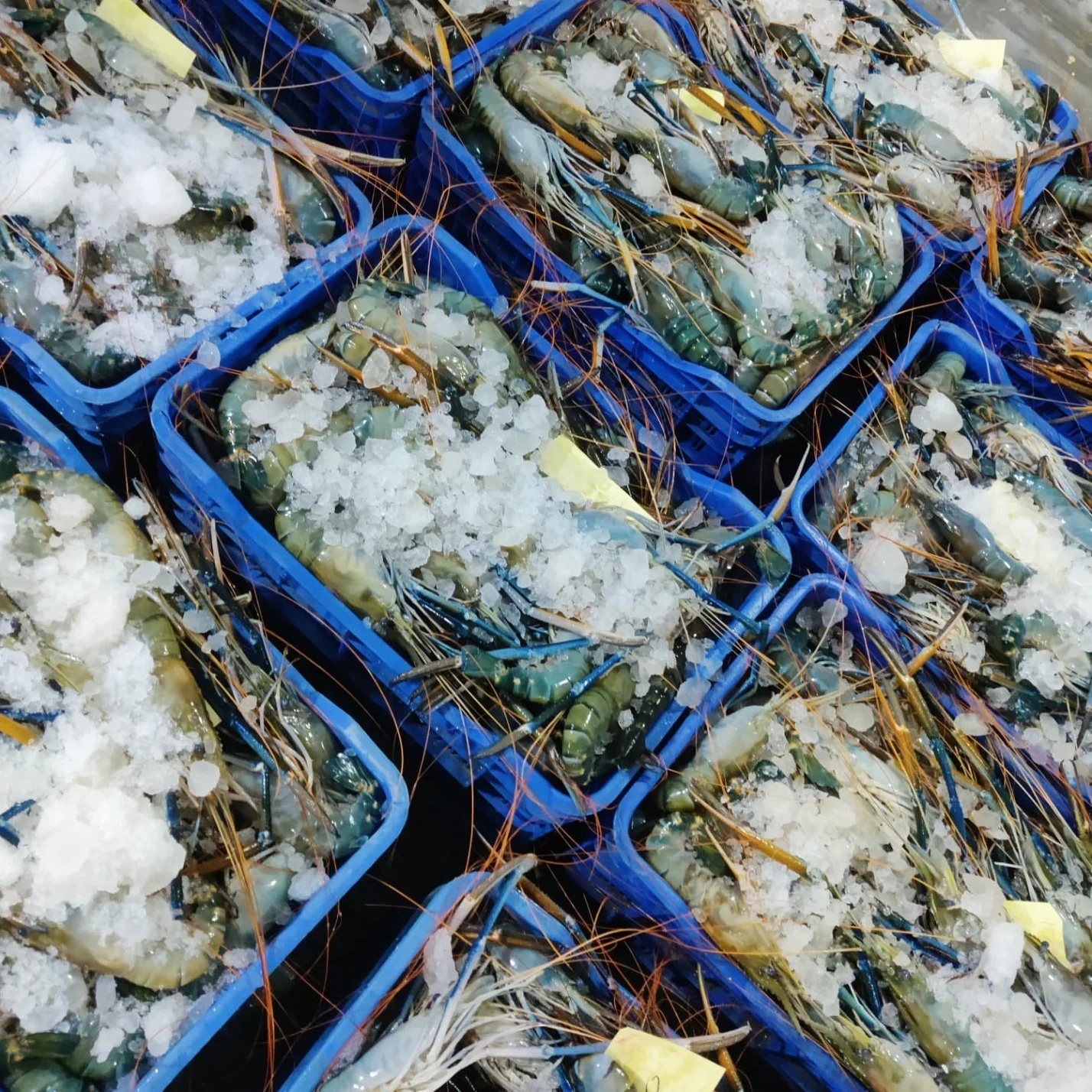 Frozen Whole Black Tiger Prawn Best Quality Seafood Frozen Shrimp From