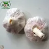 Normal white garlic for export Premium quality