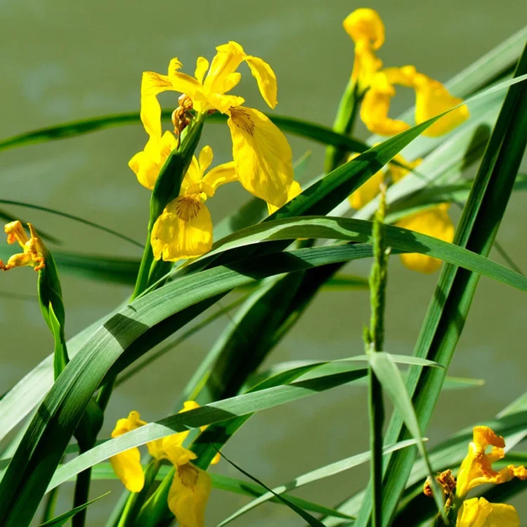 
High landscape value Irispseudacorus Hydroponic plants Flower Seeds 