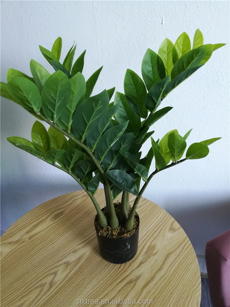 Папоротник душистый (Zamioculcas zamiifolia