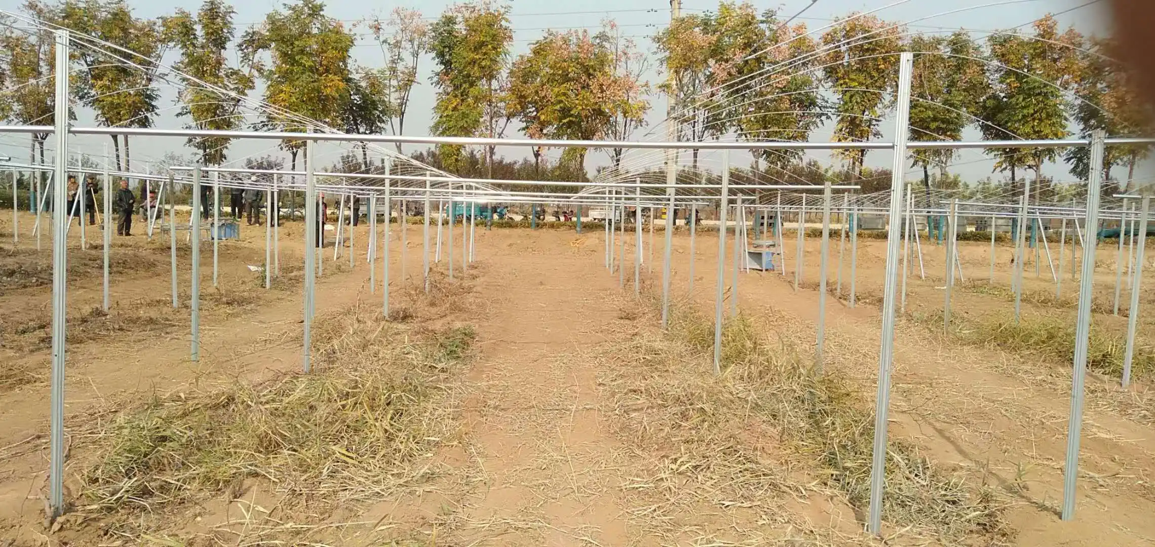 6fts Height Passion Fruit Kiwi Fruit Support Trellis Pillars Galvanized  Metal Poles For Orchard Vineyard Trellis Post - Buy Orchard Vineyard Trellis  Post,Kiwi Fruit Support Trellis Pillars,Passion Fruit Galvanized Metal  Poles Product