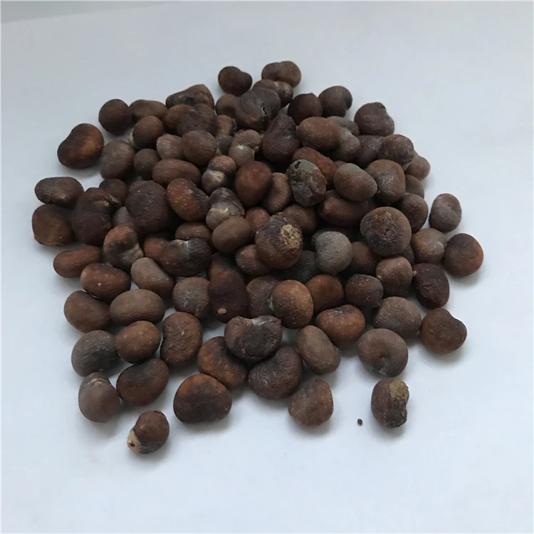 侯棉包舒批发高发芽猴面包树种子生长