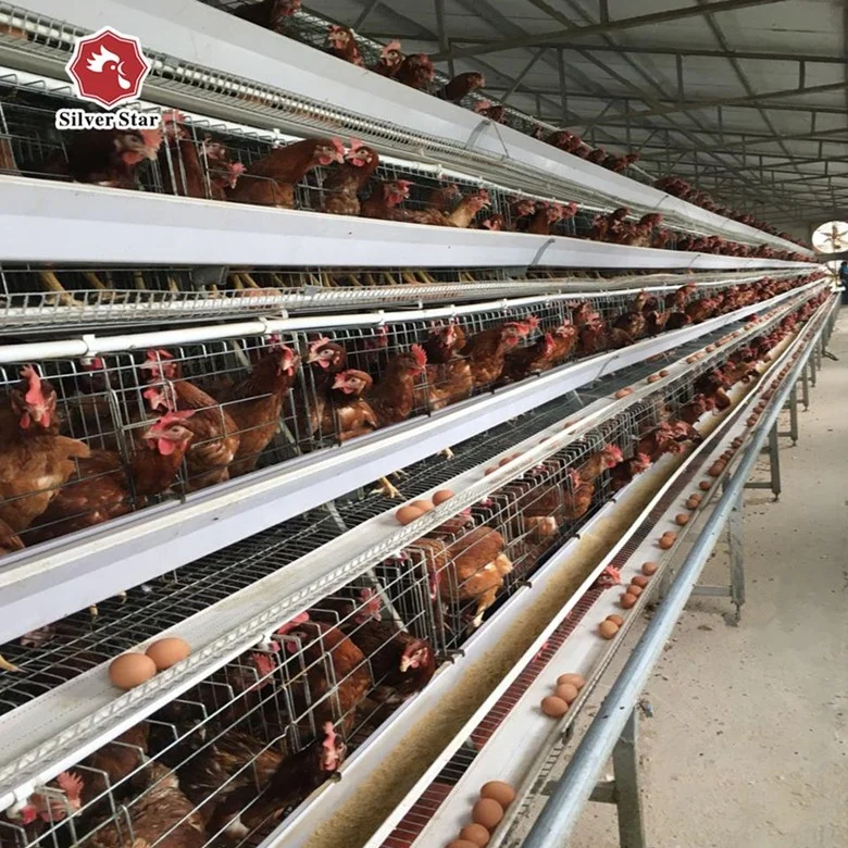Poultry farm used a type ladder laying hen chicken cages with egg collection systemmachine.jpg