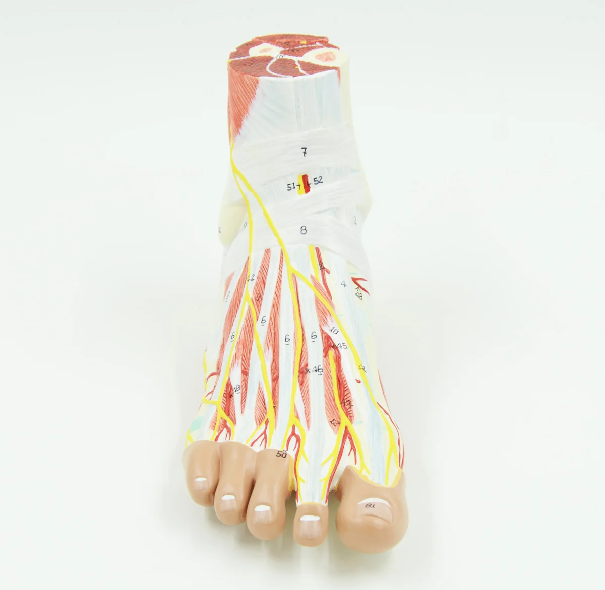 Foot Anatomy Model Regional Anatomy Of The Foot With Neurovascular