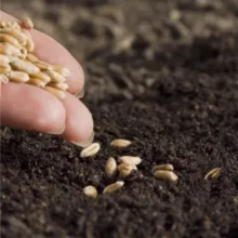 A-ONE Heavy Duty Eco-friendly Hydroponic Seed Tray Microgreens Rice Garden PP Plastic 1-3L Capacity Rectangular Nursery Trays manufacture