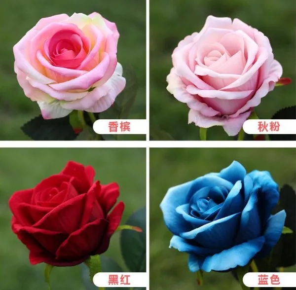 valvet rose-21.JPG