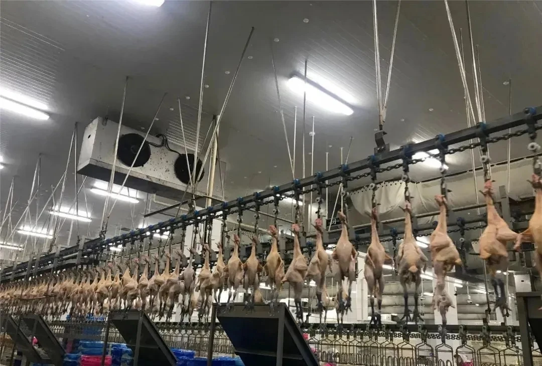 8000chicken Per Hour Slaughtering Equipment Slaughterhouse For Poultry