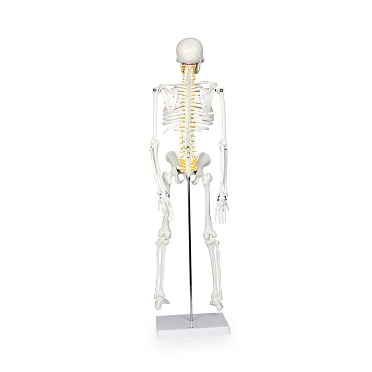 Medical Pvc Simulation 85cm Small Anatomical Skeleton Model
