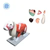 Rabbit Anatomy Structure Anatomical Model Acupuncture anatomical model animals anatomical training model