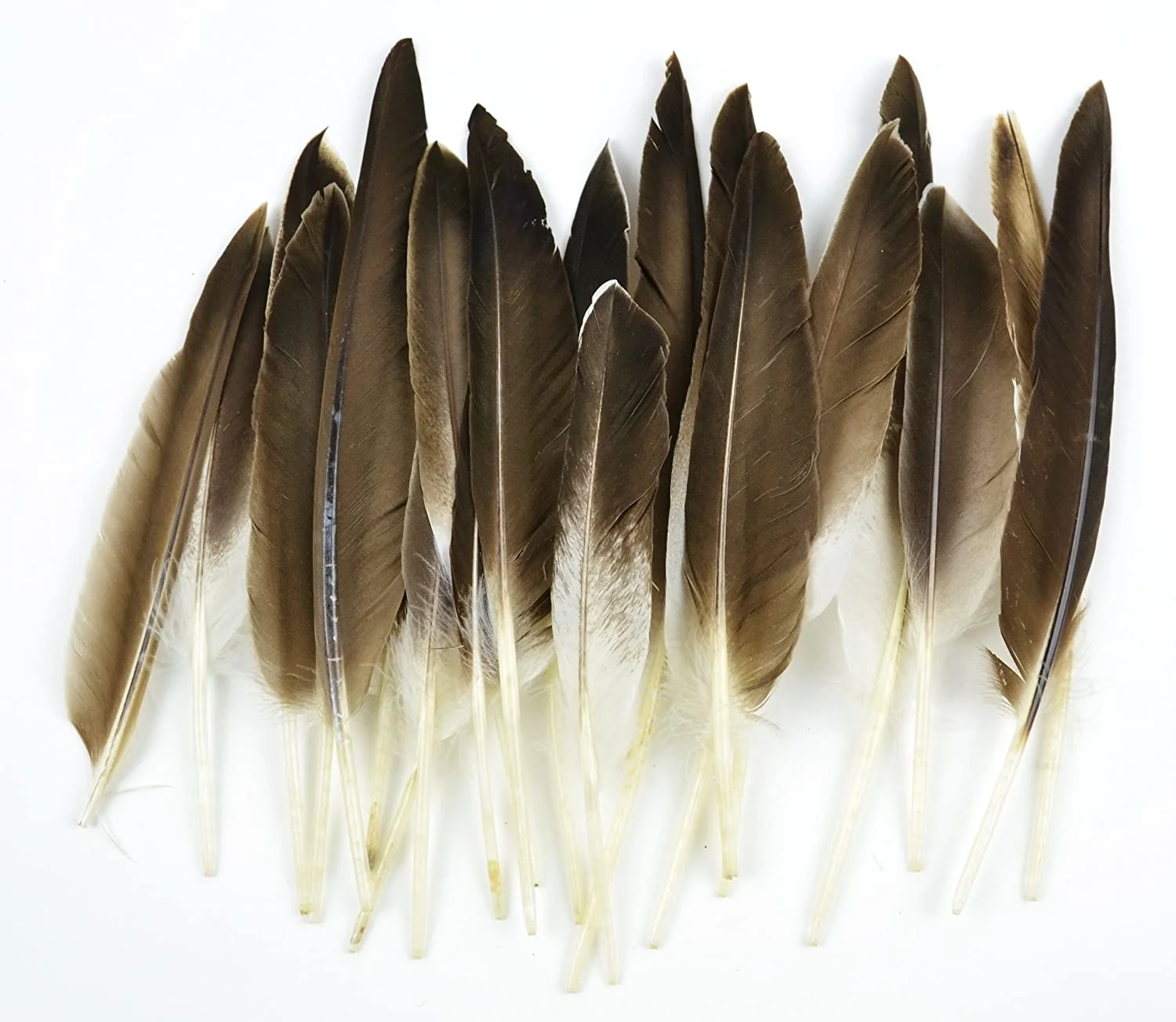 grey duck feather