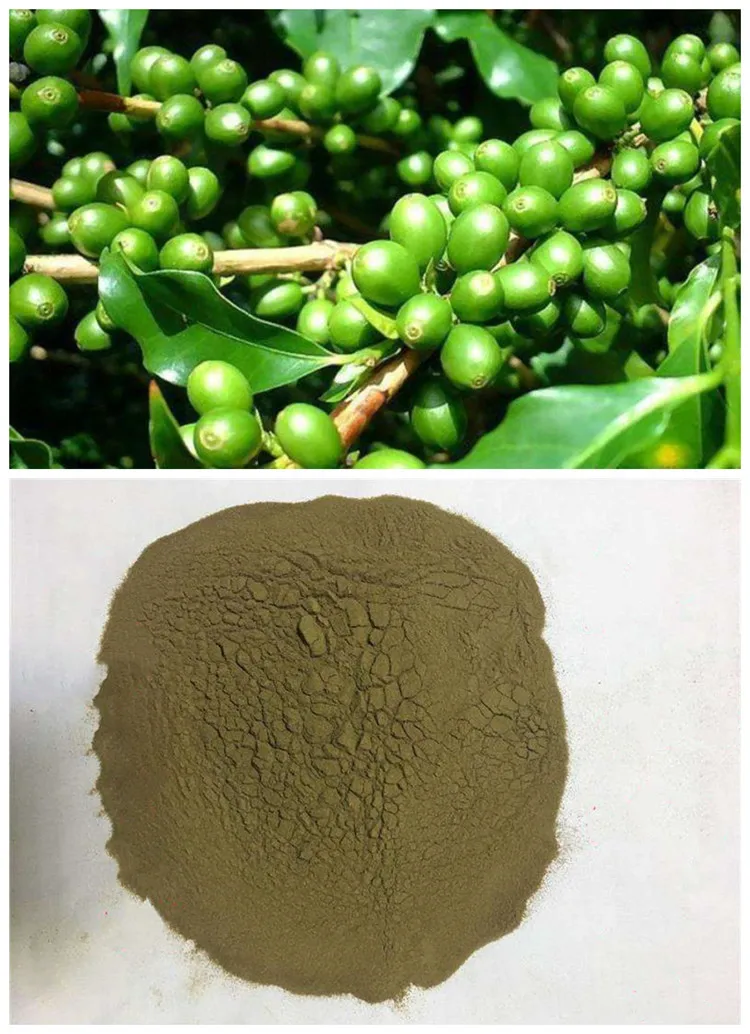 厂家供应热销散装天然绿咖啡豆提取物 5%-dec 的绿原酸咖啡  2% 价格