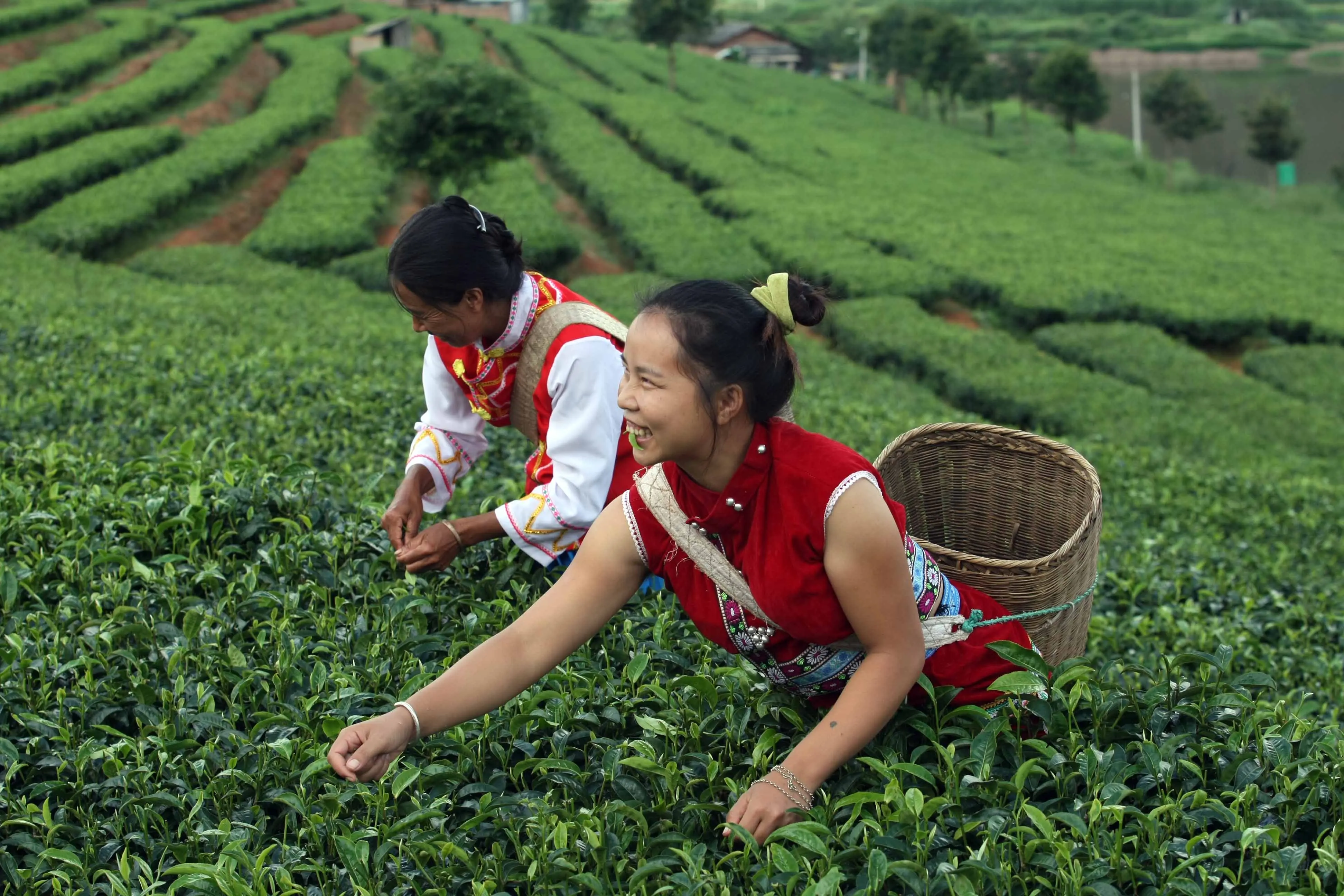 Культура и где растет. Чайная плантация Китай Юннань. Плантации чайные Юннань. Провинция Юньнань чай. Китай Юньнань чайные плантации.
