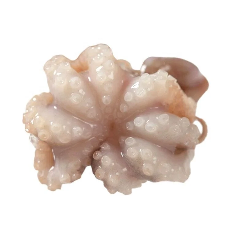 工厂直销高品质 100% 天然新鲜冷冻婴儿章鱼花