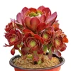 Indoor plant perennial nature product Succulent plant Aeonium arboreum 'Zwartkop'