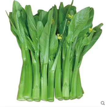 hot sale heat-resistant choy sum/ chinese flowering cabbage