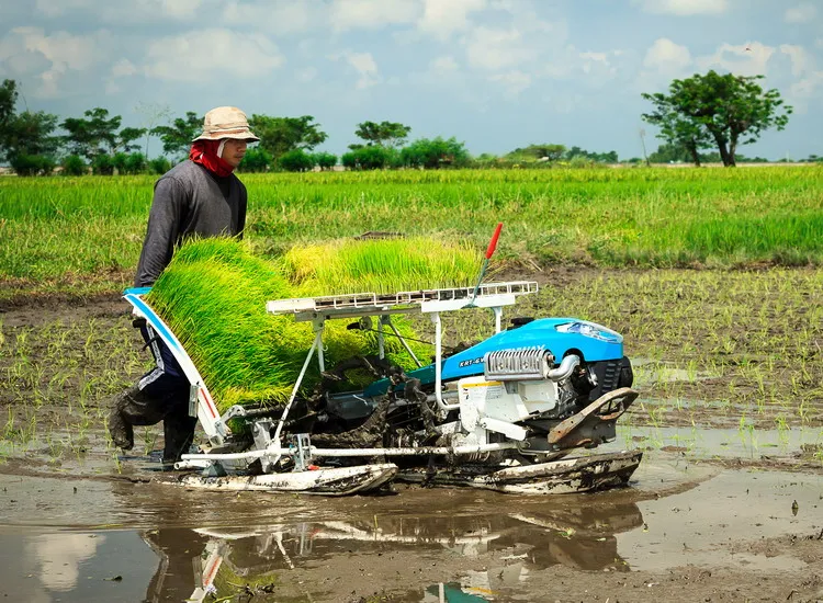 Buy Rice Transplanter,Rice Planting 